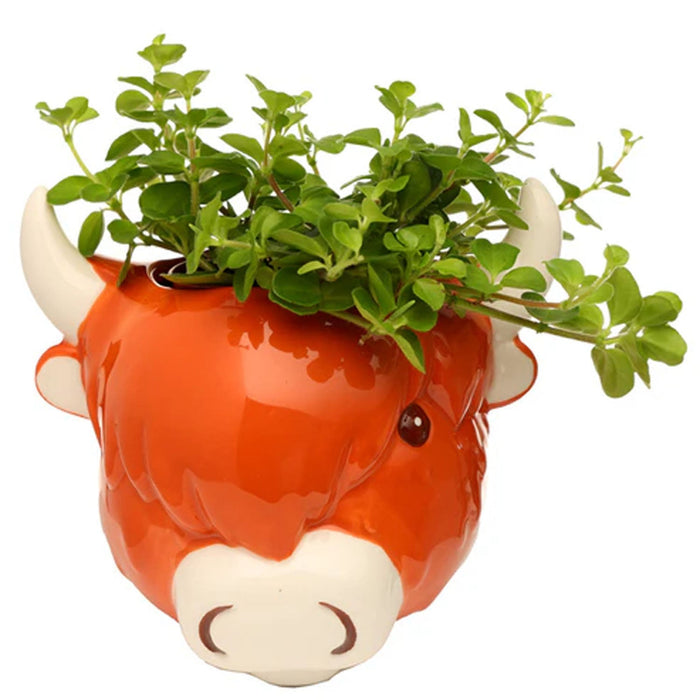 Ceramic Highland Coo Cow Head Wall Plant - Heritage Of Scotland - NA