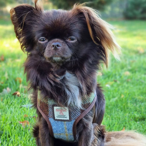 Harris Tweed Dog Harness – Stylish & Durable Designer Dog Harness - Heritage Of Scotland - COL015 / Large