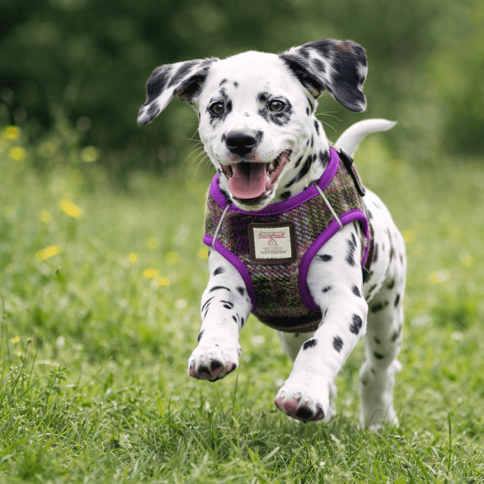 Harris Tweed Dog Harness – Stylish & Durable Designer Dog Harness - Heritage Of Scotland - COL129 / Small
