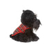 Plush Toy - Black Dog 25Cm - Heritage Of Scotland - NA