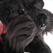 Plush Toy - Black Dog 25Cm - Heritage Of Scotland - NA